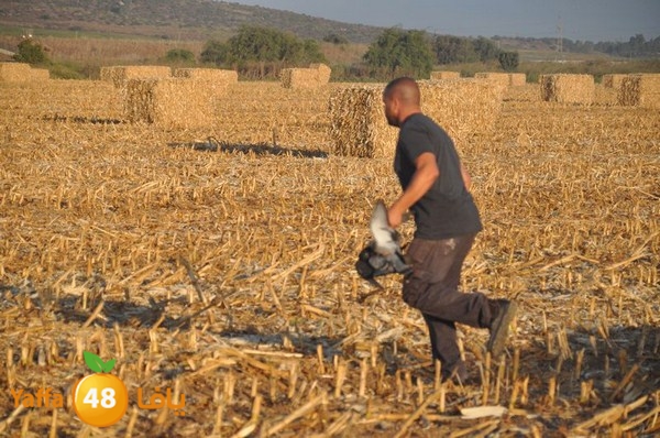 7amam lud monir 908 (43).JPG